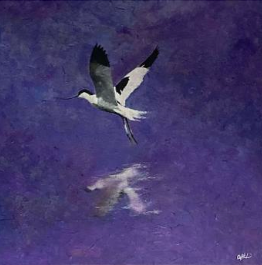 Cliff Towler : Avocet in flight