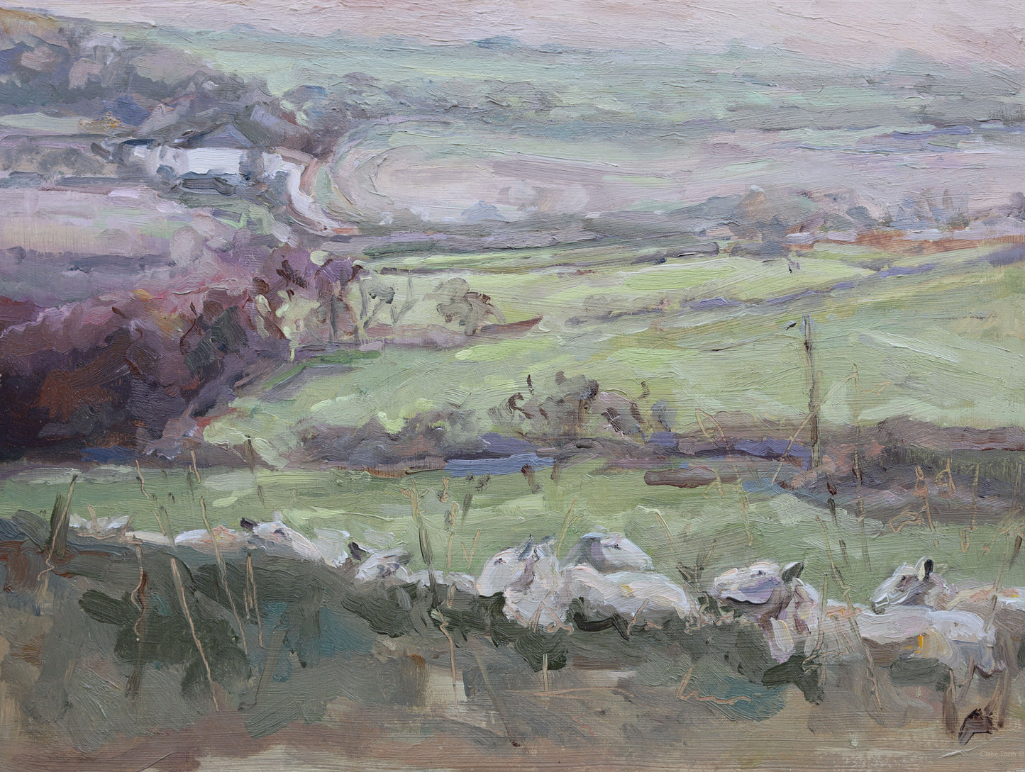 Claire Tozer :Sheep at rest