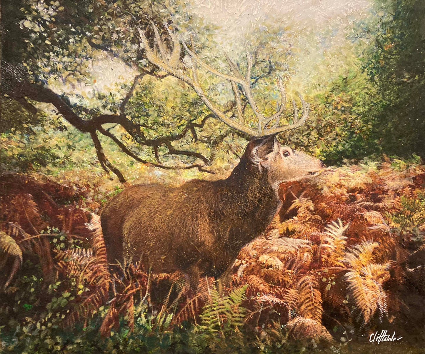 Stag at RSPB Arne