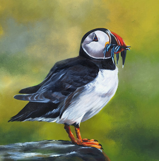 Pip the Puffin