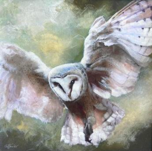 Cliff Towler : Barn Owl in Forest