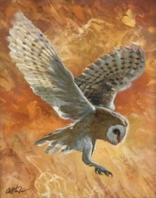 Cliff Towler : Barn owl sunset