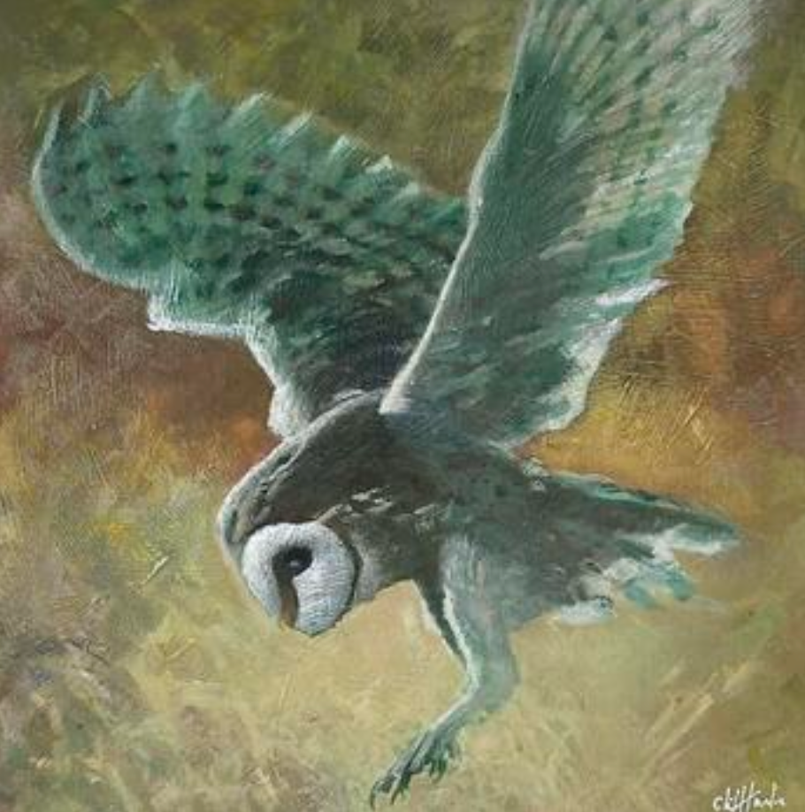 Cliff Towler : Barn Owl 4