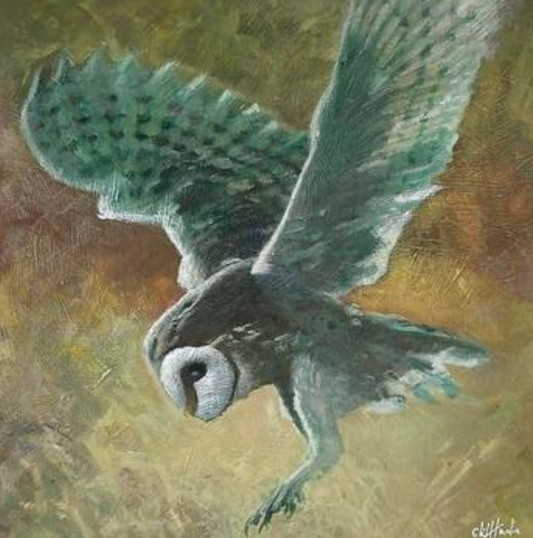 Cliff Towler : Barn Owl 4