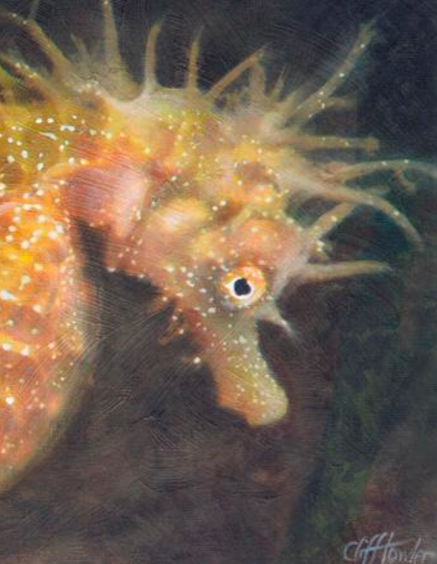 Cliff Towler : Studland Seahorse