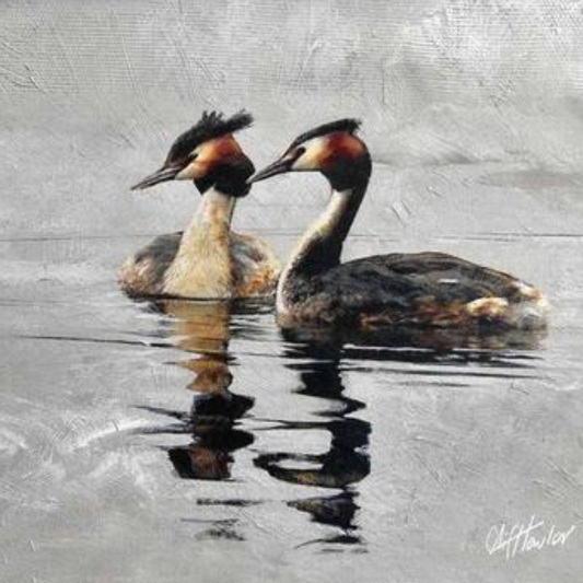 Cliff Towler :Grebes
