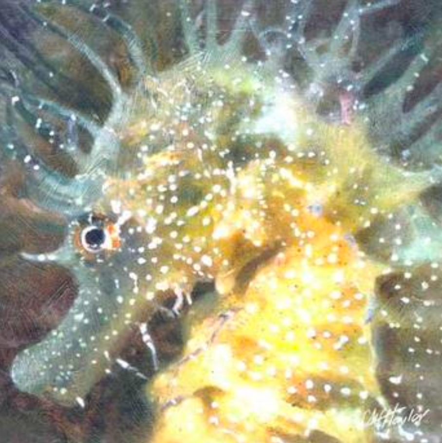 Cliff Towler :Studland Seahorse 2